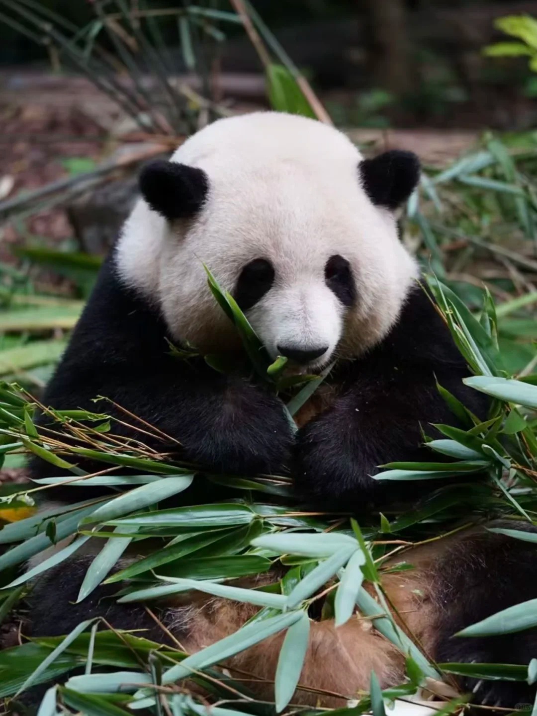 Giant panda eating bamboo in Chengdu